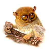 'All the better to see you with' Bush baby